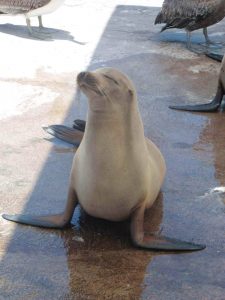 Sea Lion on Galapagos Islands