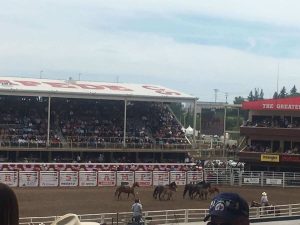 A group picture of the young horses at The Rodeo