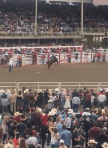 A cowboy riding a bucking horse bareback at The Rodeo