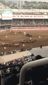 The start of a chuck wagon race at the Grand Show