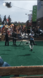A group of pigeon's flying towards the camera for the rac at Calgary Stampede