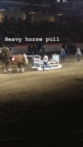 Two horses pulling weight in heavy horse pull competition on the Grand Show Day
