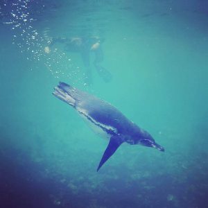 Penguin in Galapagos Islands