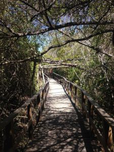 Mangrrove Boardwalk on Isabel 