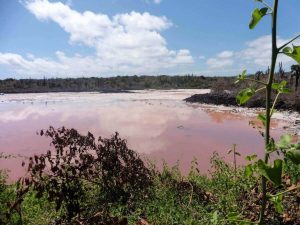 A pink salt flat in the Galapagos Islands