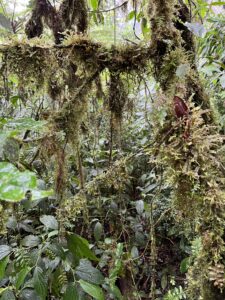 Moss growing from the trees in a cloud forest