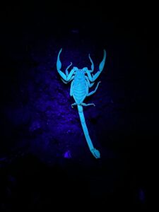 a scorpion under Uv light at night in green season in costa rica