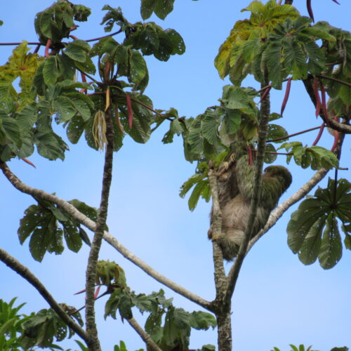 A sloth waking up after heavy rains to feed