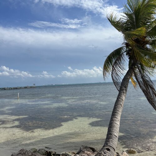 A single palm tree with a still sea surrounding it