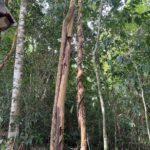 Twisted Tree in Manuel Antonio