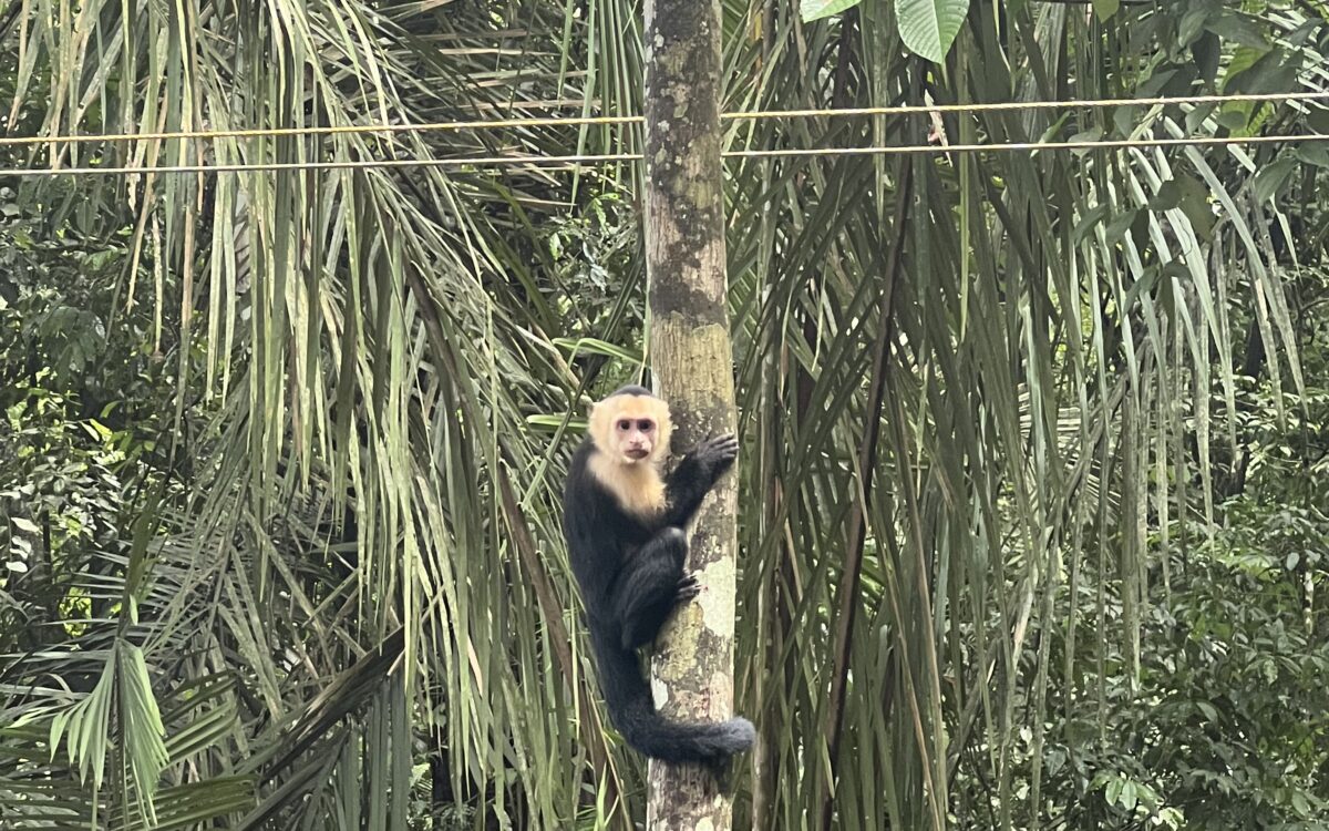 White-Faced Chinup Monkey hugging a tree