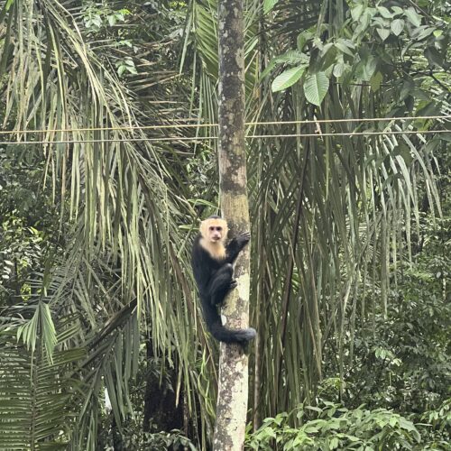 White-Faced Chinup Monkey hugging a tree