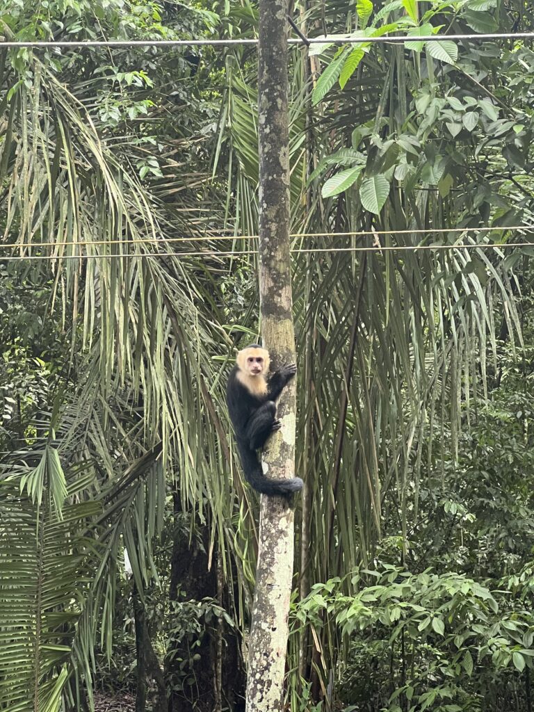 White-Faced Chinup Monkey hugging a tree